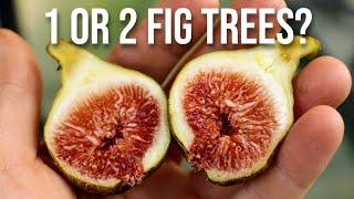 Q: "Do You Need 2 Fig Trees? Do Fig Trees NEED a Pollinator?"