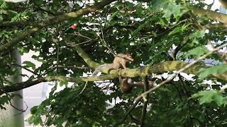 Happy SQUIRRELS playing #Squirrels #Play #Fun #Animals #HappySquirrels #Nature #Ontario #CANADA