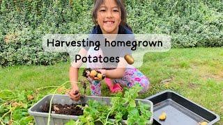 Harvesting homegrown potatoes  #homegardening #younggardener