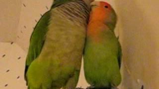 Pico the Quaker Parrot and Love bird giving kisses and saying"oh yes"