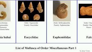 List of Mollusca of Order Miscellaneous Part 1 gaza shell ark elegans australis granulosa striata