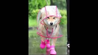 Funny Protect the dog from the rain