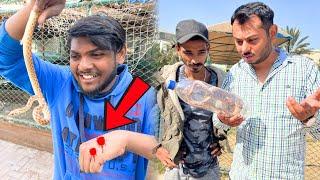 SNAKE NE KAAT LYA / RESCUED SNAKE BITE TO ZOO STAFF )