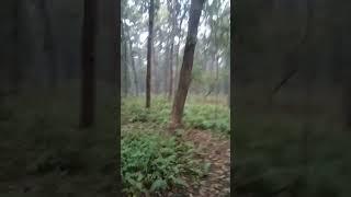 Pilibhit tiger reserve #pilibhit #tiger #tigerreserve #viral #shorts