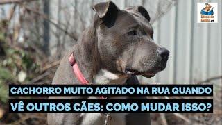 Cachorro muito agitado na rua quando vê outros cães: como mudar isso?