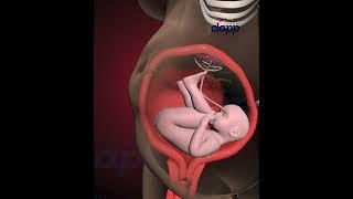 Amazing Struggles of child Inside the Womb (3D Animation)