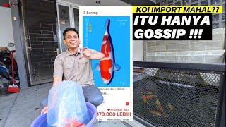 Unboxing Ikan Koi Import Murah | Review Ikan Koi Import Kohaku Momotaro