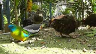 Turquoisine, Cockatiel, Quail, Pheasant up close and personal @ The Pheasantasiam