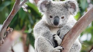 Cute Koalas Playing  Funny Koala Bears [Funny Pets]
