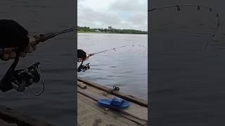 Mancing di air hitam sungai kalimantan.