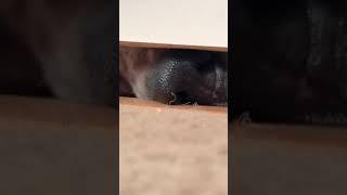 I went to the bathroom and Mango, my Great Dane got nosy. #mangothegreatdane #greatdane