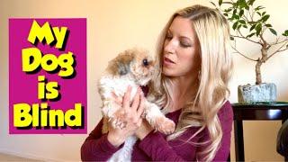 How to Care for a Blind Dog (My Imperial Shih Tzu Lost Her Eyesight)