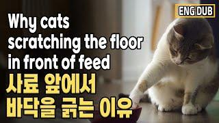 [Eng Dub] Why cats scratching the floor in front of  feed?