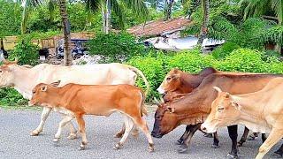 Kawanan Sapi Lembu Jinak Berjalan Di Kala Sore Hari, Sapi Gemuk Dan Lucu Pulang Ke Kandang Nya