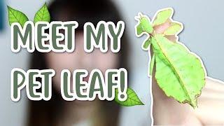  I GOT A PET LEAF?  | phyllium philippinicum unboxing