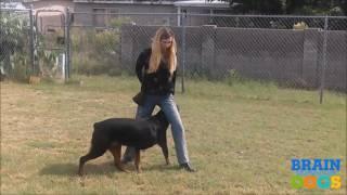 Dog Training York PA - Dog Training Made Easy Training Games