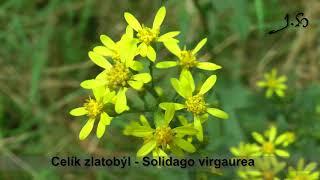 Léčivé rostliny HD (Medicinal plants) Video herbář 147 rostlin