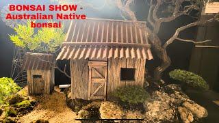 Bonsai Exhibition Australian Native Bonsai Show Melbourne March 2024