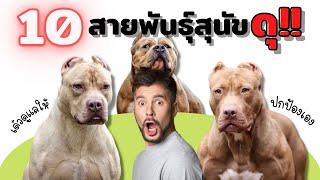 10 สายพันธุ์สุนัขดุ ที่ไม่ควรไปมีเรื่องกับพวกมัน!! #ECOBOK