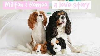 Dear Puppy Milton: A Love Story | Cavalier King Charles Spaniel lovers