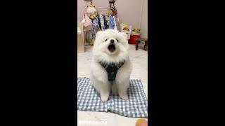 [SUB] 크게 짖어! 작게 짖어! 볼륨 조절이 가능한 강아지 ㅋㅋㅋ (Volume Control Dog )