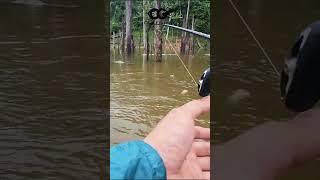 SNAKEHEAD FISHING | THE BIGGEST SNAKEHEAD I HAVE EVER CAUGHT #shortsvideo #lurefishing