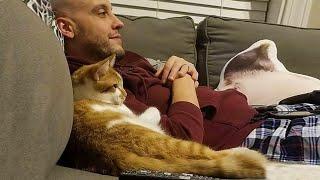 Cat Becomes Totally Obsessed With His Human - Cat and Human Moments