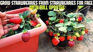 How To Grow Strawberries From Seed (WITH UPDATES)