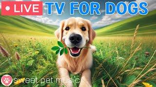24 Hours of Dog TVSoothing Sleep Music for Dogs🩷Relaxing Dog Music for Separation Stress Relief