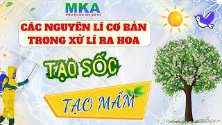 Nông dân cân biết -  5 Nguyên lí xử lí ra hoa trên cây trồng (Phần cuối)