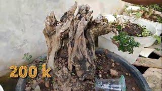 obral dan review harga bonsai koleksi rabuk bonsai