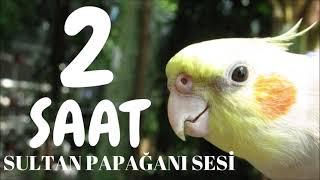 Sultan Papağanı Sesi 2 SAAT