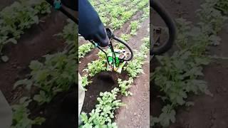 Обгортання картоплі мотокультиватором #україна #мотокультиватор #кентавр