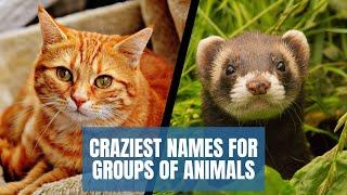 Craziest Names for Groups of Animals