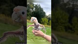 although its feathers haven't fully grown ,it doesn't hinder its happiness #shortvideo #parrot#pet#