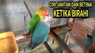 CIRI-CIRI LOVEBIRD JANTAN DAN BETINA KETIKA SEDANG SALING LOLOH DAN BERTENGGER