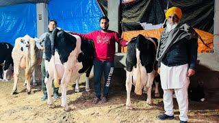 50 लीटर वाली गाये सस्ते रेट में । HF cows available for sale | Low rates