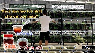 Những Loại Thức Ăn Tốt Nhất Dành Cho Cá Bảy Màu | Chia Sẻ Kinh Nghiệm Nuôi Cá Bảy Màu | Dat Guppy