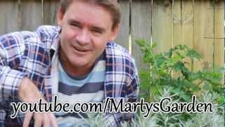 How to Grow Parsley in the Garden Pots Containers and Patios