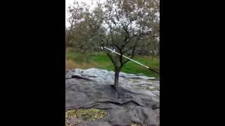 Stihl SP 451 olive harvest in North Chalkidiki -Greece