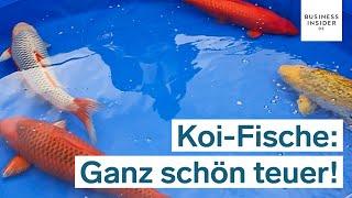 Warum dieser Koi-Fisch 1,8 Millionen US-Dollar kostet | Ganz schön teuer!