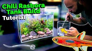Building a Nano Jungle Planted Aquarium for Chili Rasbora!