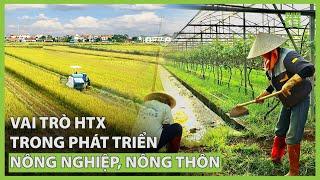 Hợp tác xã khẳng định vị trí quan trọng trong phát triển nông nghiệp, nông thôn | VTC16