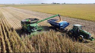 Let’s Go Harvest Corn! This Could Be A Bad Year…