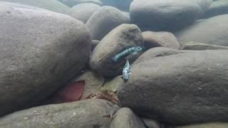 Clearwater habitat in Costa Rica. Cichlids, Gobys, Characins