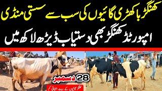 Khangar Cow | Cholistani Cow | Cross Cow | Latest Cow Mandi 2024 Rates