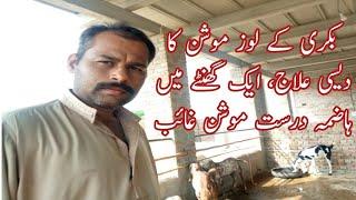 Goat Loose Motion Treatment In Urdu | Bakri K Pait Kharab Ka Ilaj | Bakri Ki Mook Ka Ilaj