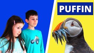 Puffin Facts for Kids | Atlantic Puffins