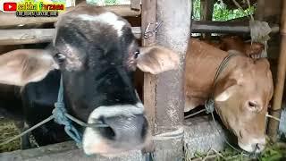 SAPI LIMOUSIN ANAKNYA PEGON #sapilimousin #sapilimosinsuper #sapibrahman #sapisimental #sapibrangos