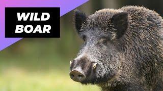 Wild Boar  The Ferocious Beast Of The Forest!